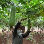 Lauki (Bottle Gourd)