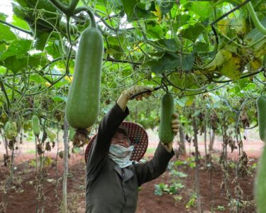 Lauki (Bottle Gourd)