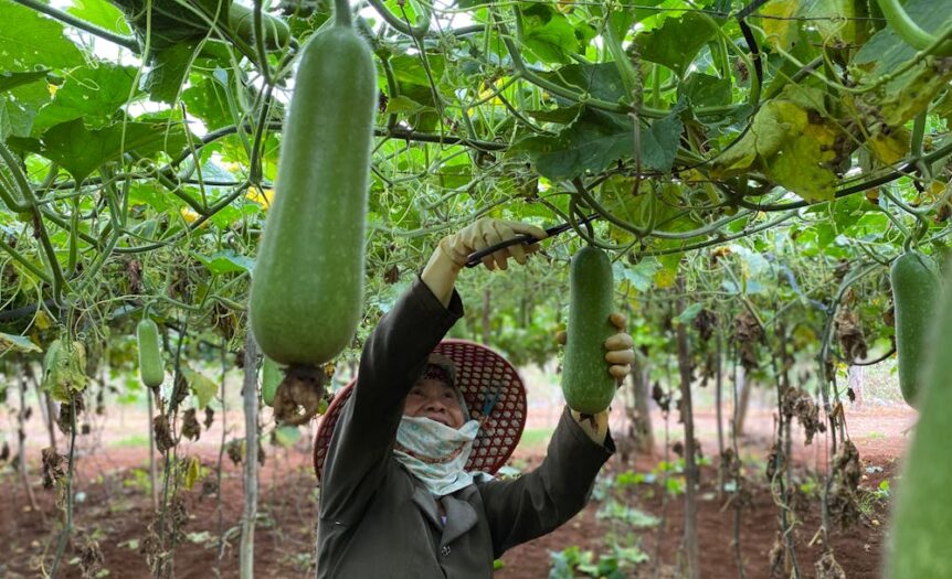 Lauki (Bottle Gourd)