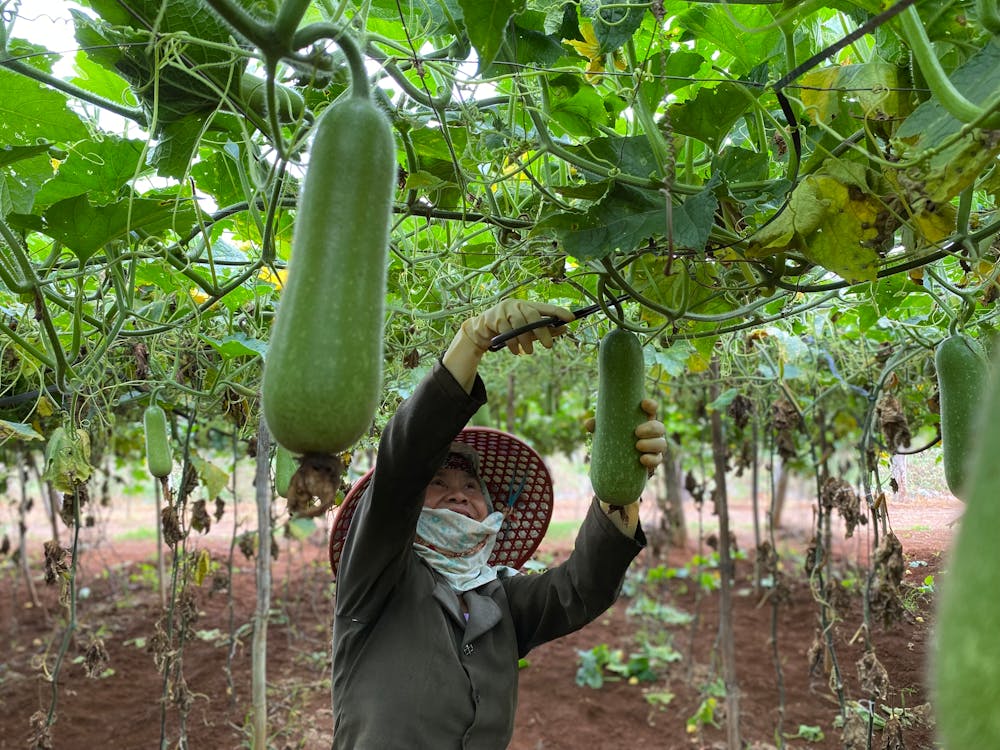 Lauki (Bottle Gourd): A Diabetes-Friendly Vegetable