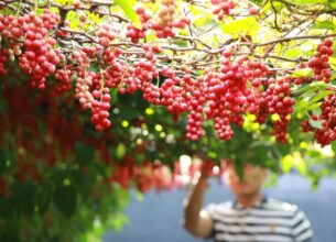 Schisandra berry