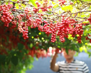 Schisandra berry