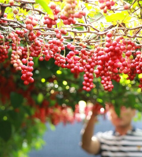 Schisandra berry