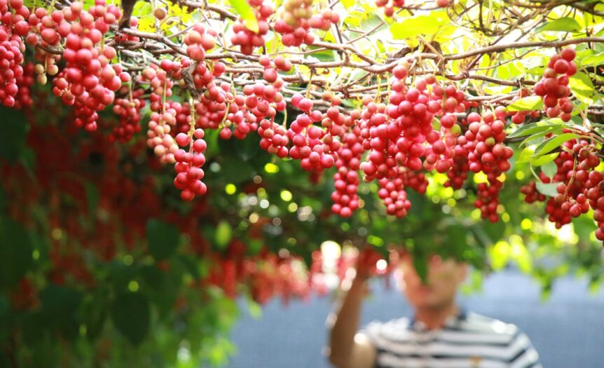 Schisandra berry