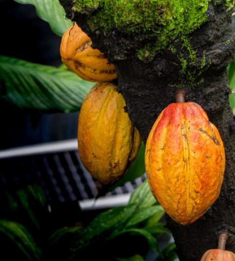 Theobroma Cacao