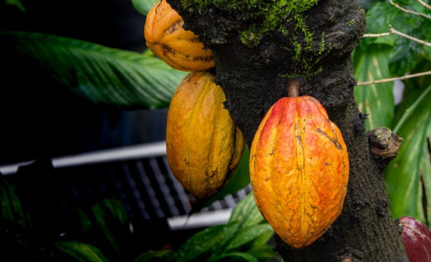 Theobroma Cacao