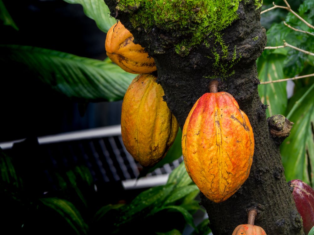 Theobroma Cacao